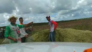 Silagem maniva de mandioca