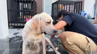 How to Clean Cute Labrador Retriever my pets at Home