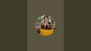 VÂN GL mai vàng chơi Tết/0369116270/1/1