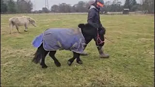 Check out Blackie's blingy new boots! | Redwings Horse Sanctuary