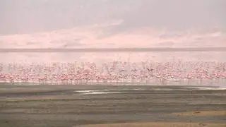 Flock of Flamingos in HD