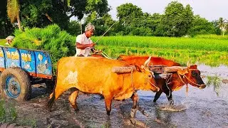 Bullock running race video in agriculture land | bullock framework | cow videos | Bullockcart