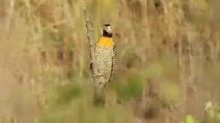 Chamado do Pica pau do campo ( Colaptes campestris ) na Lagoa Encantada