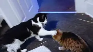 Zorro and Alice Spar Before Breakfast in Mine and Rebecca's Room, January 14th, 2026