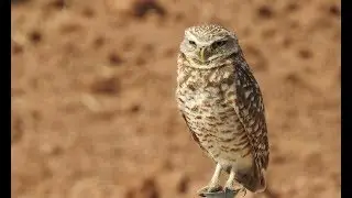 Zanjero Owls April 29, 2018