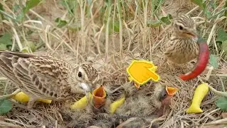 Birds seeing camera what is this #nest #birdnest #birdhome