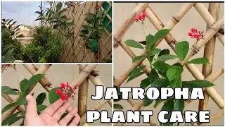 How to Grow and Care Jatropha Plant, seeds, water, temperature ||Solankis garden🏡||