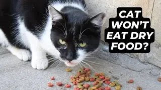 Cat Won&rsquo;t Eat Dry Food? What To Do & When To Worry - Expert Advice!