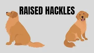 The secret body language of Dog Raised Hackles. What does it actually mean?