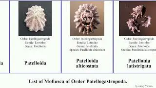 List of Mollusca of Order Patellogastropoda. lottia patelloida scurria notoacmea pectinodonta beta