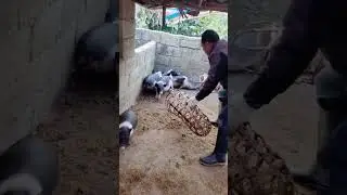 The process of catching piglets in a bamboo cage