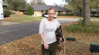 Tip Top K9 Reviews | Tulsa Obedience Training | Tip Top K9 | Harley