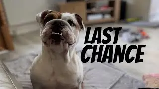 Game OVER for dog behaving badly