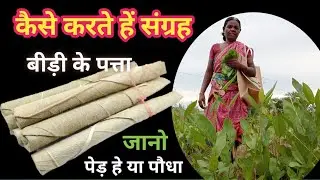 कैसे करते हे बीड़ी के पता संग्रह||How to collection bidi leaf||village villagrs||कल्लू भाई||RF vlog||