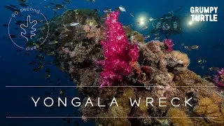 90 Second Dives: S.S. Yongala Wreck Dive, Queensland, Australia | Grumpy Turtle Creative