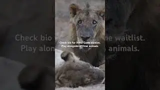 The oldest male lion, Ginger, lived to 17years #kuntacontent #africangames #africa