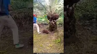 Why do the Chinese cut palm trees like this?