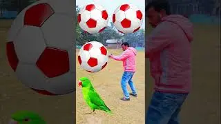 Rounding coconuts to Duck, Peacock, Pigeon & Parrot - Birds names magic video