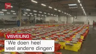 Hoe Visveiling Urk overleeft terwijl aanvoer instort | Omroep Flevoland