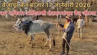 Live 17 जानेवारी 2026 🛑 रोजीच्या वैजापूर बैल बाजार आदिवासी शेतकरी च्या बाजार पहा..संपूर्ण गावटी बैल😍