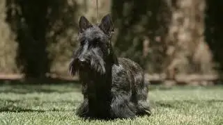 Scottish Terrier Puppies (Explained by Foxcreek | Scottish Terrier Breeders)