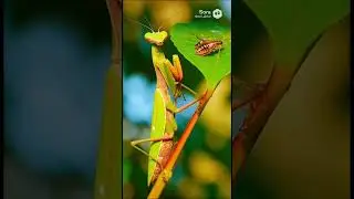Watch how fast #shorts #zovi #nature #animal