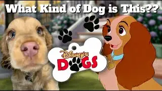 Top 5 List of DISNEY DOGS- Giving FUN FACTS about their BREEDS
