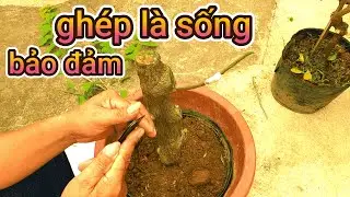 Kỹ thuật ghép cây hoa giấy || ghép là dính
