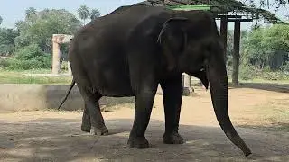 Elephant at Hyderabad Zoo | Biggest Land Animal | Close-Up Wildlife Video
