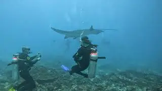 Don&rsquo;t Miss the Shot: Capture Your Manta Dive in Nusa Penida