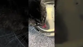 Cat water system