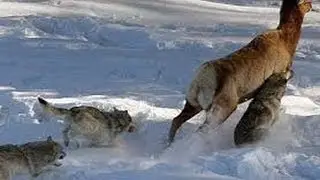 Wolf hunting elk - Wild nature
