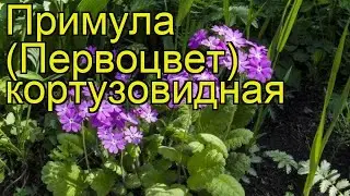 Примула кортузовидная. Краткий обзор, описание характеристик, где купить саженцы primula cortusoides