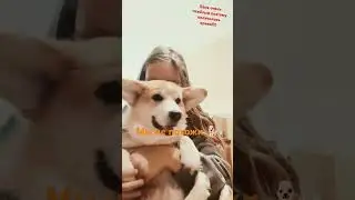 #music #милашка #собака #корж #dogs #corgi #милота #pets #топ #животные