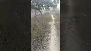 जंगल में सभी प्रकारके जानवर