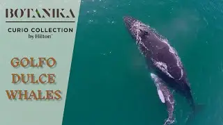 The Golfo Dulce Whales - Botanika Osa Peninsula