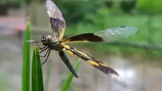 Insect movements #urbanbiodiversity #indianimsects #india #wildlife #bbc #