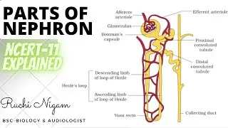 Parts of Nephron | Human Excretory System | NCERT Class 11 | [HINDI]