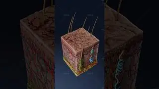 What are vascular non-inflammatory macules? 3D skin lesions visualized