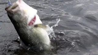 Topwater Frog Bass Fishing During the Shad Spawn - Hollow Body Spro Poppin Frog