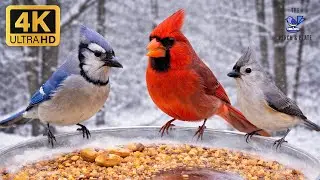 Videos for Cats to Watch 🐱 Backyard Birds Feeding ❄️ Nature Sounds 1 HOUR 4K | Hudson Valley