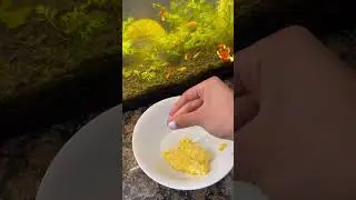 How to turn an egg into fish food😋