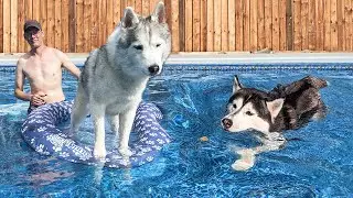 Husky Swims In the NEW Giant Pool For the FIRST Time