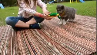 More Blue Coat Wolf Dog pups