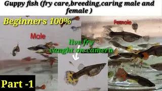 Guppy fish/ Caring,breeding,Male and female basics in tamil/and live fry delivrd..