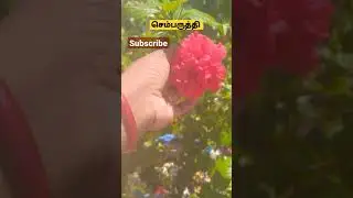 செம்பருத்தி பூ /sembaruthi poo color collection/hibiscus/hibiscus  flower collece/#shorts/vinayagar