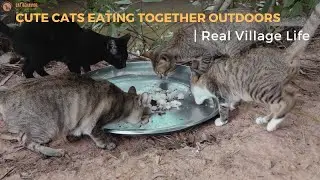 Cute Cats Eating Together Outdoors  Real Village Life