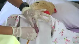 Return Demonstration of FEMALE URINARY CATHERIZATION