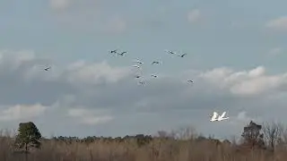 Pocosin Lakes National Wildlife Refuge. Swans coming and going… and coming and going!  