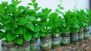 DIY Plastic Bottle Garden Endless Malabar Spinach Harvest!